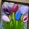 Fused Glass Tulips