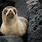 Galapagos Fur Seal Ears