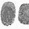 Gambar Fingerprint