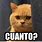 Gato Cuantas Meme