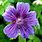 Geranium Purple Colors