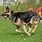 German Shepherd Dog Running