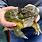 Giant African Bull Frog