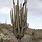 Giant Cactus Arizona