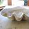 Giant Clam Shell Bowl