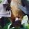 Giant Crowned Flying Fox Bat