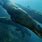 Giant Otter Underwater