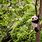 Giant Panda in Tree