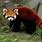Giant Red Panda Bear