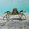 Giant Spider Crab Wild