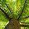 Ginkgo Tree Green