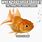 Goldfish Brain Meme