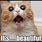 Google Memes Happy Cat