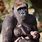 Gorilla Nursing