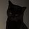 Goth Cat Aesthetic