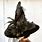 Gothic Witch Hat