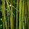 Grass Bamboo Wallpaper