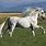 Gray Andalusian Horse