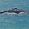 Gray Whale Dorsal Fin