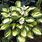 Great Expectations Hosta Plant