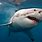Great White Shark Pics Free