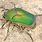Green Beetle Insect Bug