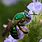 Green Bumblebee