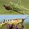 Green Cricket Grasshopper