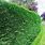 Green Hedge Plants