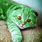 Green Kitty Cat