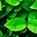Green Leaf iPhone Wallpaper