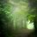Green Misty Forest