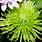Green Spiky Flower