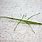 Green Walking Stick Insect