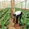 Greenhouse Farming in Kenya