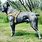Grey Bull Mastiff