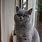 Grey Color Cat