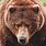 Grizzly Bear Ears