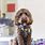 Groomed Labradoodle