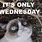 Grumpy Cat Wednesday