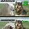 Grumpy Wolf Meme