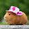 Guinea Pig Hat