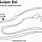 Gulper Eel Anatomy