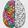 Half Brain Clip Art