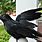 Halloween Black Crows