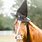 Halloween Horse Images