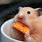 Hamster Eating Food