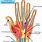 Hand Anatomy Chart