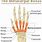 Hand Anatomy MCP
