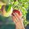 Hand Picking Fruit